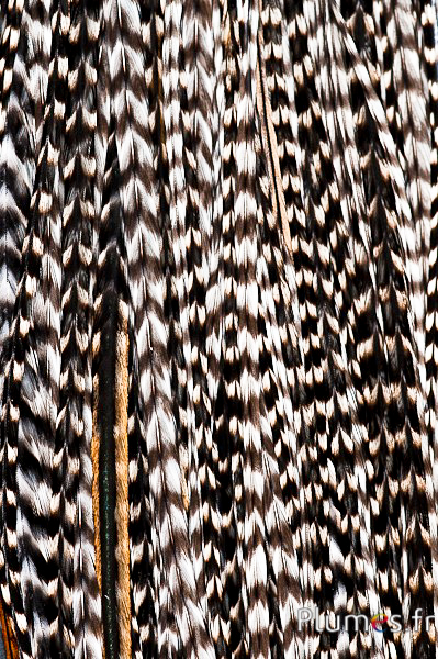 Coq grizzly - 32-37 cm - naturel